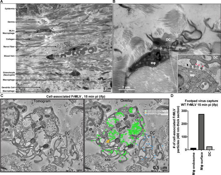 Figure 4—figure supplement 1.