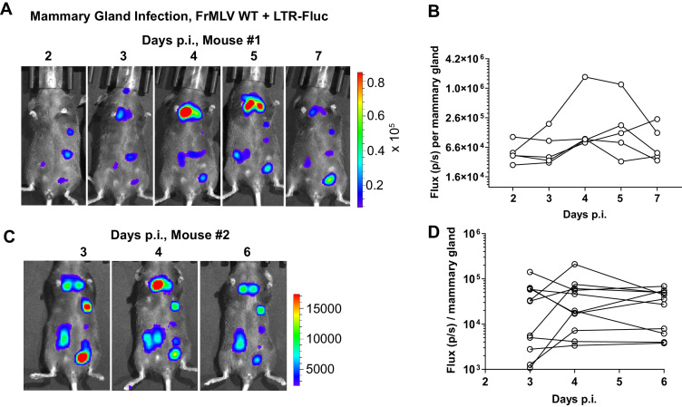 Figure 5—figure supplement 1.