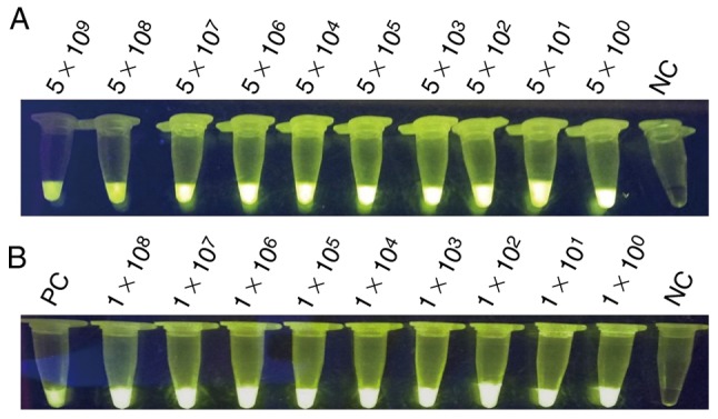 Figure 5.