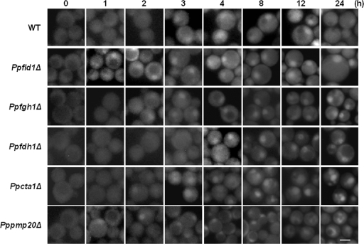 FIG. 7.