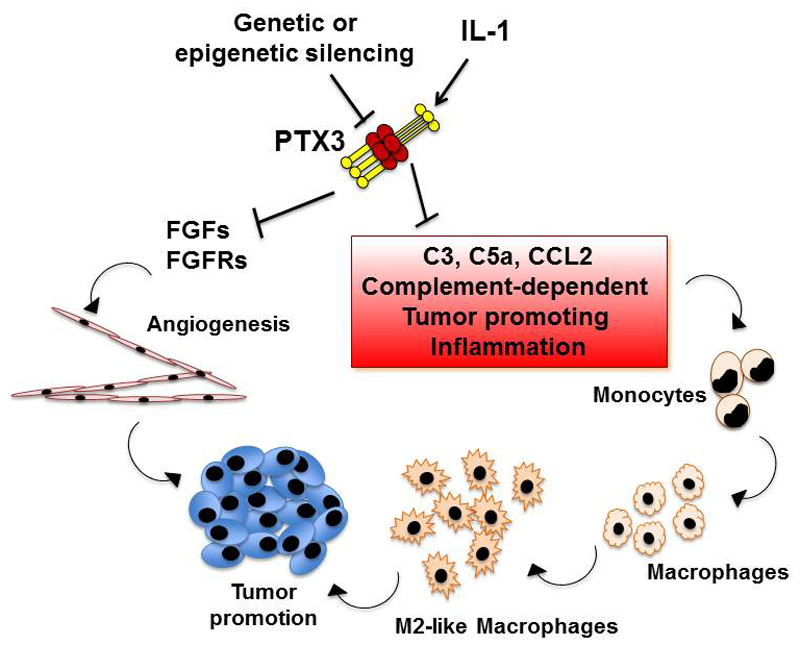 The pentraxins PTX3 and SAP in innate immunity, regulation of ...