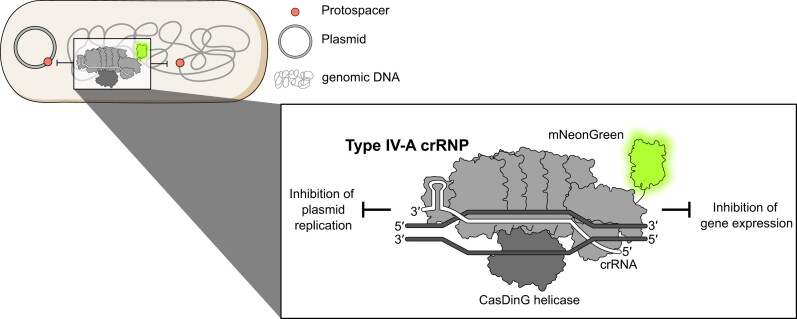 Graphical Abstract