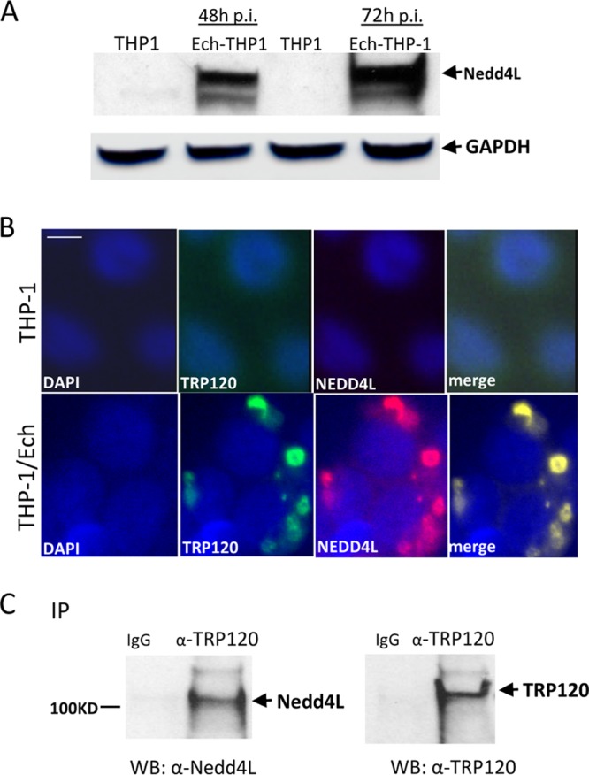 FIG 2