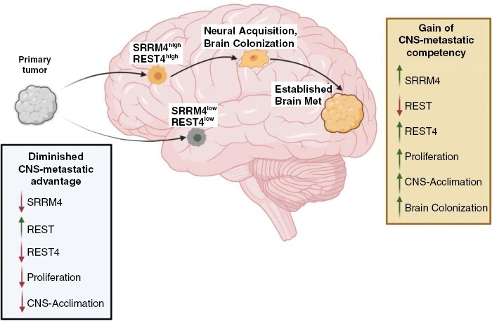 Graphical Abstract