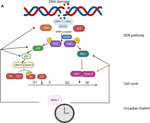 Figure 4