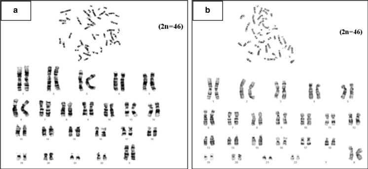 Fig. 8