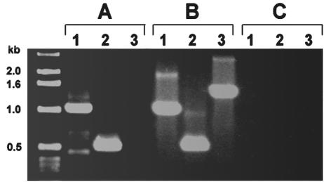 FIG. 5.