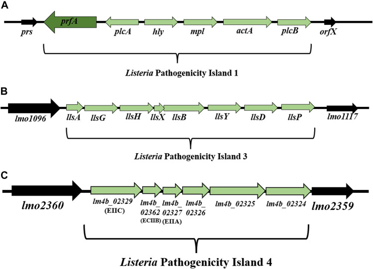 FIGURE 3