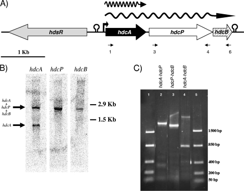 FIG. 1.