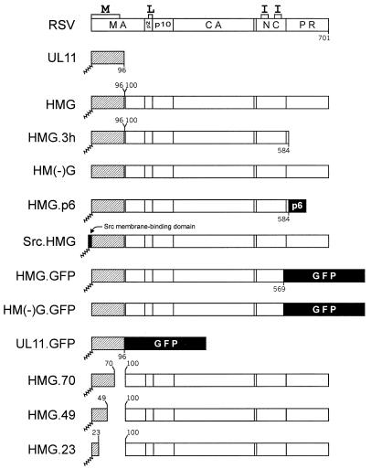 FIG. 1