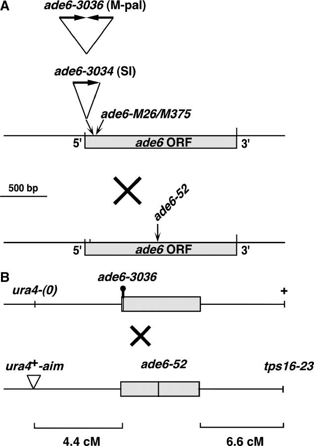 Figure 1.—