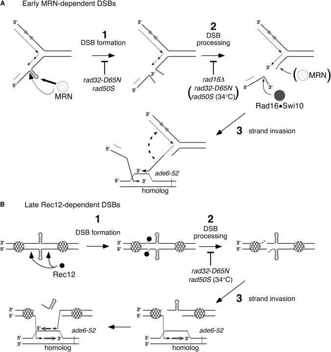 Figure 3.—