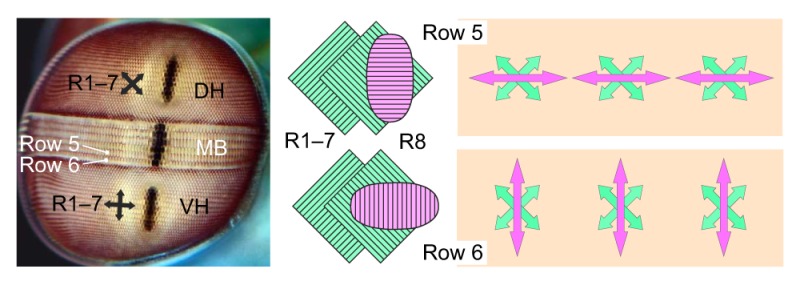 Box 1. Evaluation of potential multidimensional polarization vision systems in crustaceans