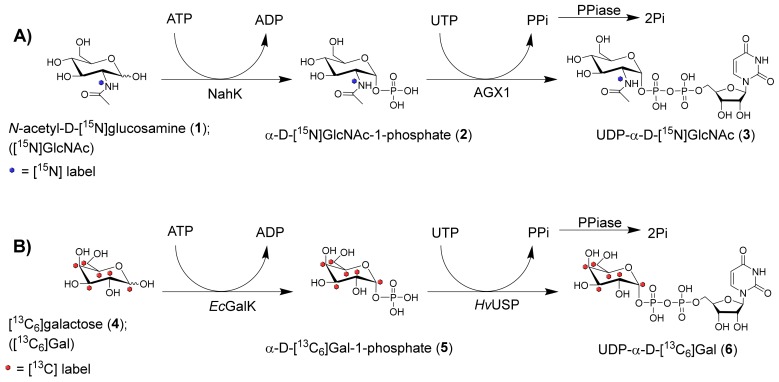 Scheme 1