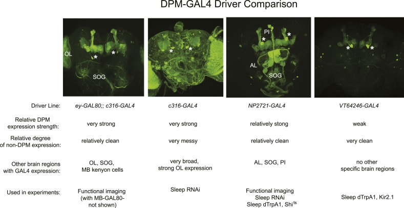 Figure 1—figure supplement 1.