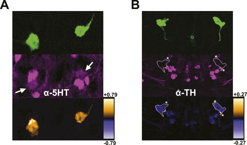 Figure 3—figure supplement 1.