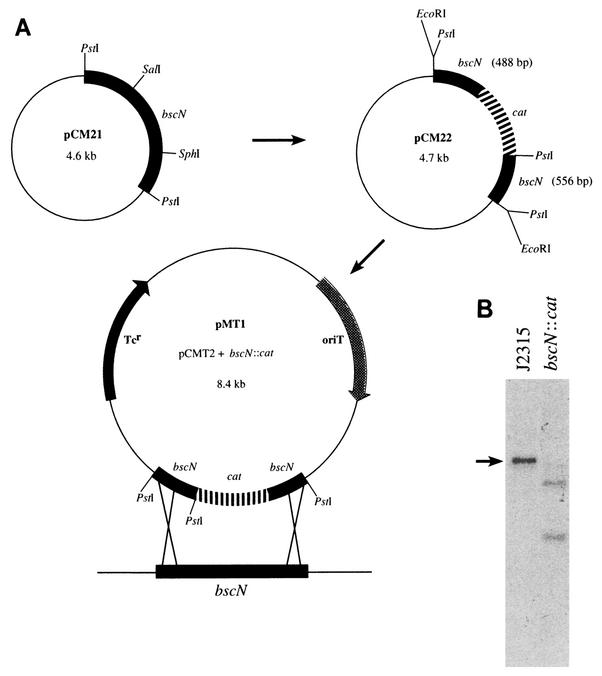 FIG. 2.