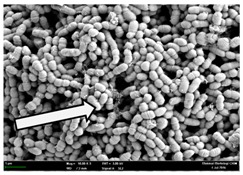 graphic file with name molecules-22-02135-i010.jpg