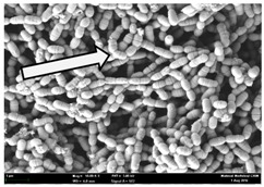 graphic file with name molecules-22-02135-i014.jpg