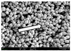 graphic file with name molecules-22-02135-i011.jpg