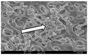 graphic file with name molecules-22-02135-i021.jpg