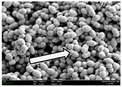 graphic file with name molecules-22-02135-i012.jpg