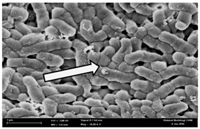 graphic file with name molecules-22-02135-i024.jpg