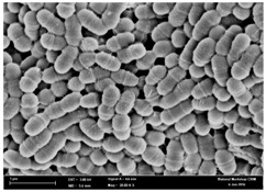 graphic file with name molecules-22-02135-i002.jpg