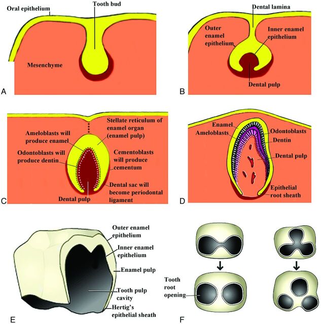 Fig 5.