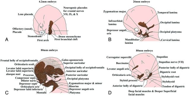 Fig 6.