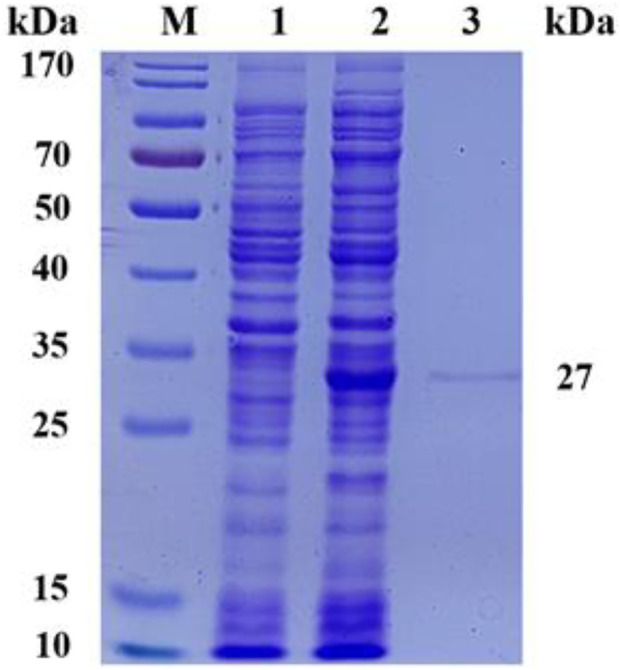 FIGURE 2