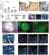 Extended Data Fig. 8 |