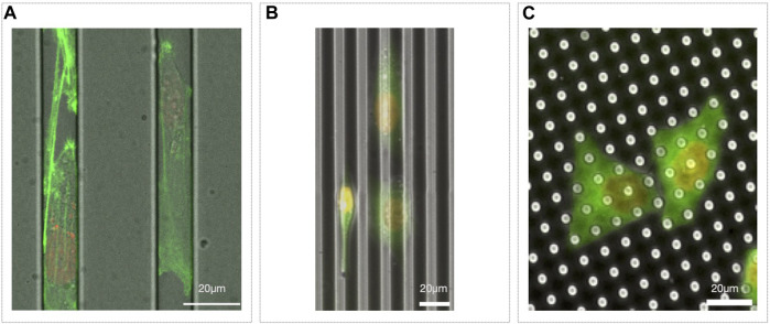 FIGURE 3