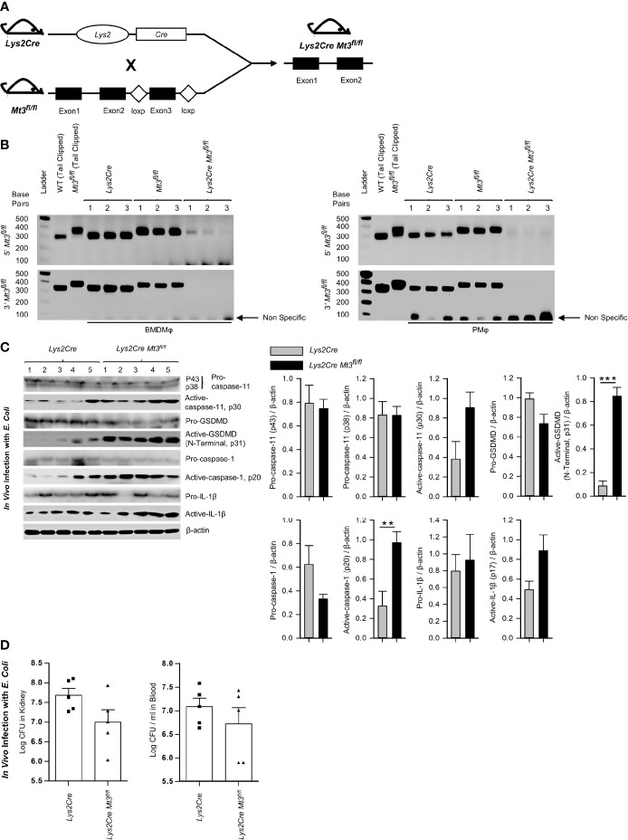 Figure 4