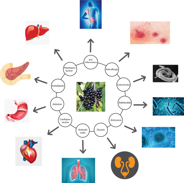 FIGURE 2