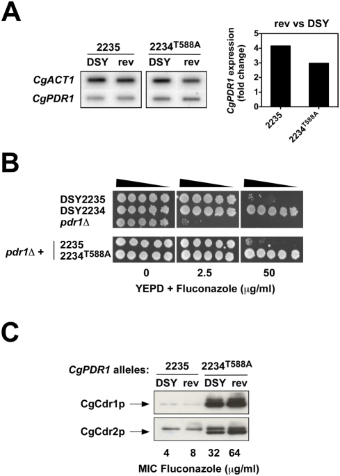 Figure 4