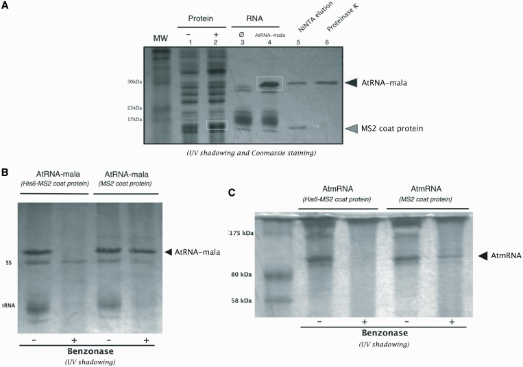 Figure 5.