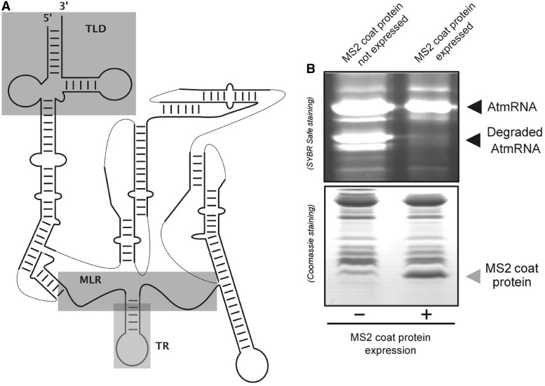 Figure 4.