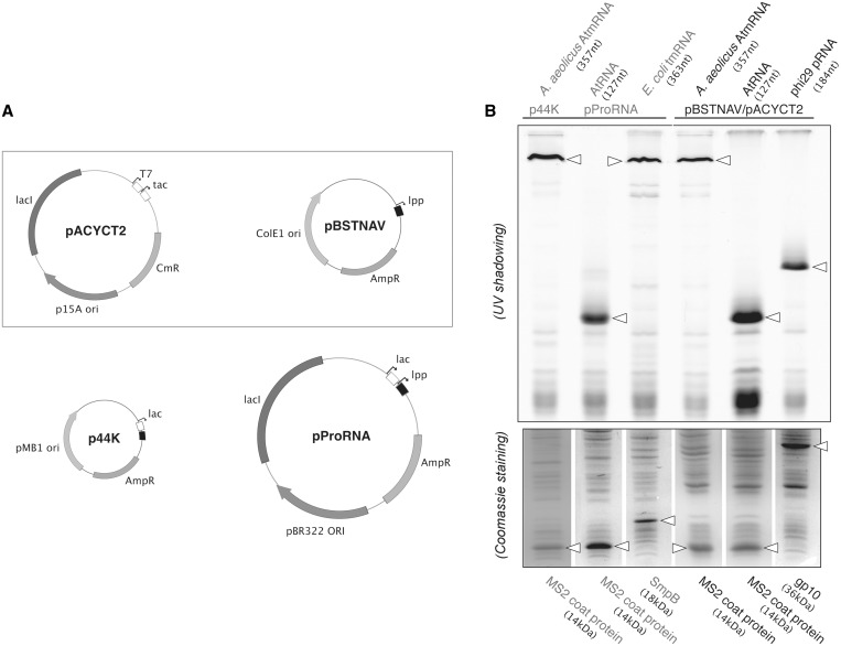 Figure 1.