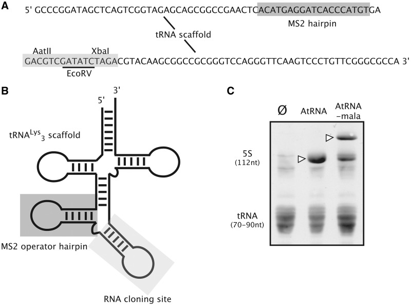 Figure 2.