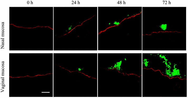 Figure 2
