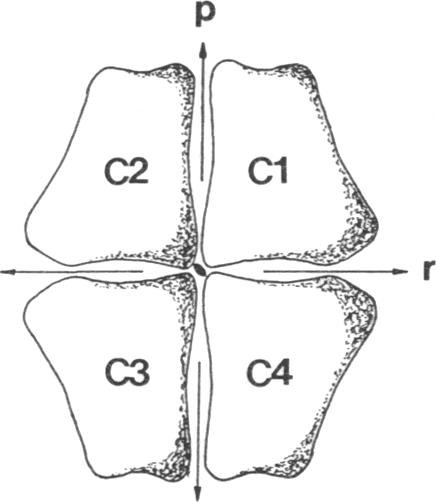 graphic file with name pnas01039-0019-a.jpg