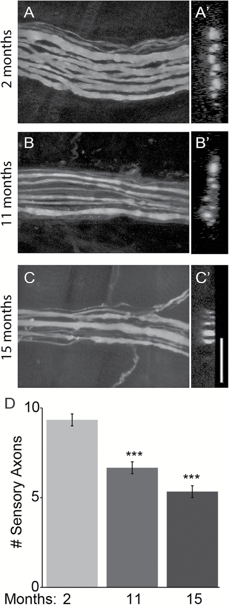 Figure 7.