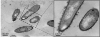 Fig 8