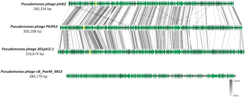 FIGURE 13