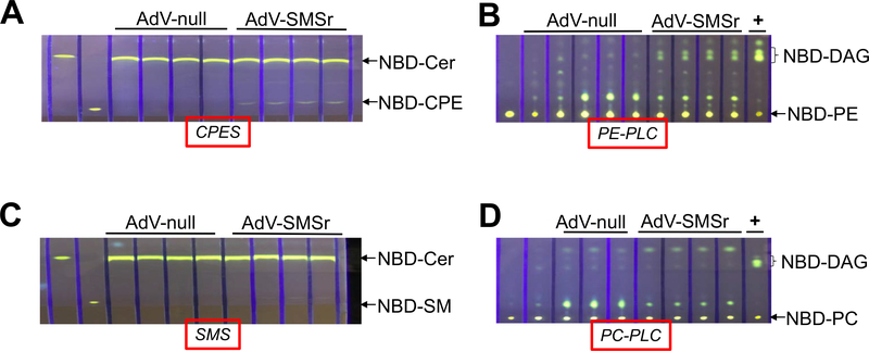 Fig. 6.