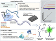 Graphical Abstract