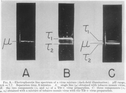 graphic file with name pnas00718-0010-a.jpg