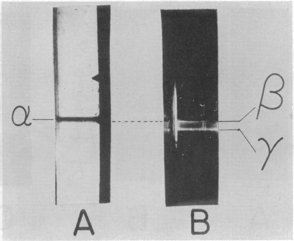 graphic file with name pnas00718-0009-a.jpg