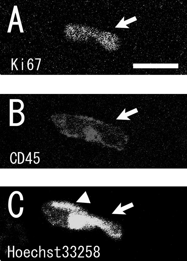 Fig. 2